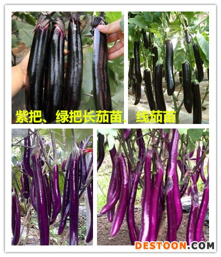 拼_副本