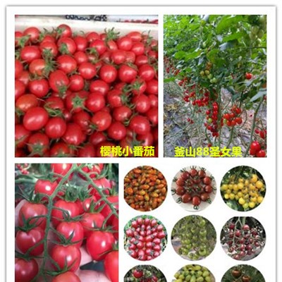 邯郸卖大红西红柿苗,秦皇岛代育小番茄苗育苗基地