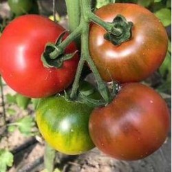 鄂州铁皮西红柿苗哪有卖,十堰草莓番茄苗品种2024