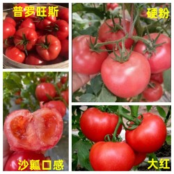 怀来抗病西红柿苗\涿鹿育秋延耐热番茄苗厂家(批发)