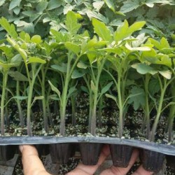 涞源代育嫁接小番茄苗\定兴釜山88圣女果苗基地2024