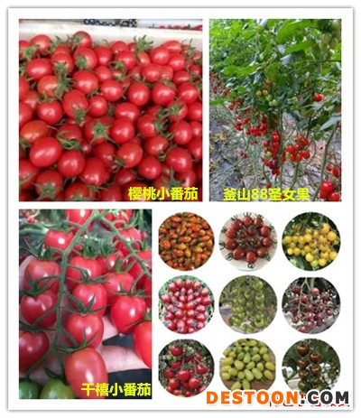 a小番茄_副本