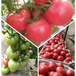 水冶卖大红西红柿苗\柏庄代育小番茄苗育苗基地