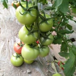 陕县代育嫁接小番茄苗\渑池釜山88圣女果苗基地