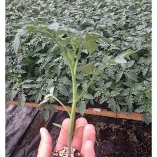 绍兴铁皮西红柿苗哪有卖,新昌草莓番茄苗品种(批发)