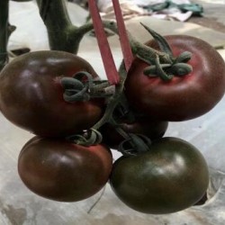 武义卖小西红柿苗育苗厂,浦江草莓西红柿苗