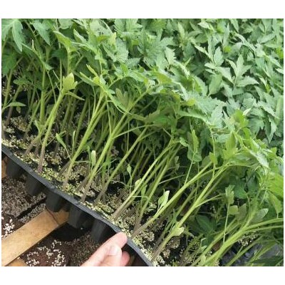 苍山代育嫁接小番茄苗,郯城釜山88圣女果苗基地(2024)