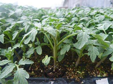 莱芜哪卖草莓西红柿苗,鄄城代育小番茄苗厂家(批发)