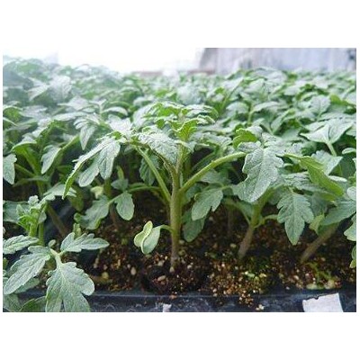 莱芜哪卖草莓西红柿苗,鄄城代育小番茄苗厂家(批发)