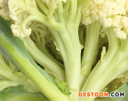 邹城批发菜花苗厂家,泰安早熟青梗花菜苗(厂家)