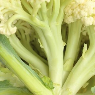 邹城批发菜花苗厂家,泰安早熟青梗花菜苗(厂家)