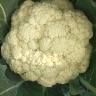 内黄有机菜花苗65天的,滑县青梗松花菜苗批发(育苗厂)