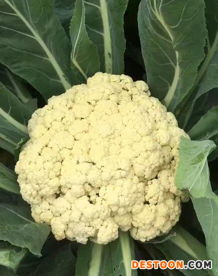 太康有机菜花苗\松花菜苗,淮阳批发西兰花苗厂家