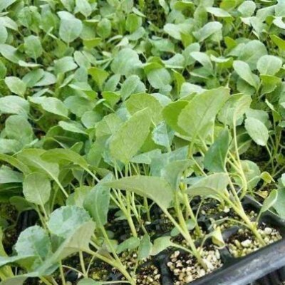 义乌育花菜苗厂家,东阳批发有机菜花苗基地