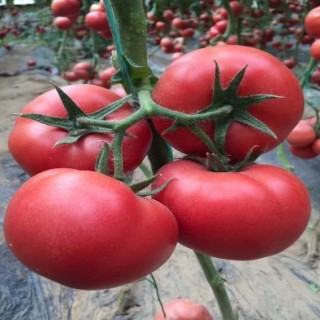 阜城口感番茄苗普罗旺斯,深州沙甜西红柿苗
