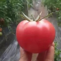 南陵卖硬粉番茄苗大果,安庆抗热抗病西红柿苗