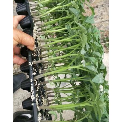 镇平大粉西红柿苗,邓州卖不裂果番茄苗耐高温