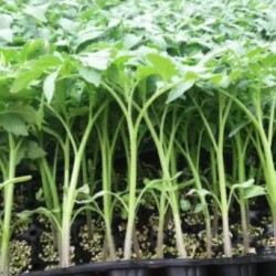 鲁山育耐热西红柿苗厂,叶县卖越夏番茄苗品种