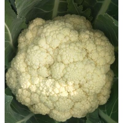 宁津菜花苗批发厂家\临邑青梗松花菜苗直销
