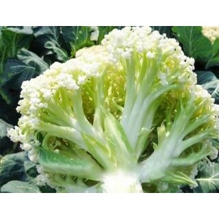 唐河批发菜花苗厂家,内乡早熟青梗花菜苗2024