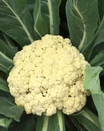 镇江有机菜花苗65天的\扬州青梗松花菜苗批发