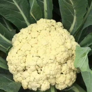 镇江有机菜花苗65天的\扬州青梗松花菜苗批发