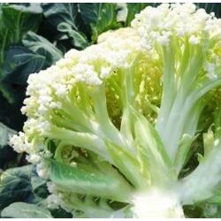 达州育有机菜花苗厂家,南充耐热松花菜苗(育苗厂)