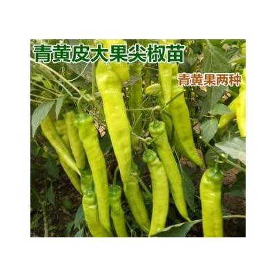 济南哪卖羊角椒辣椒苗,青岛黄绿皮大尖椒苗