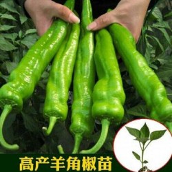 东营耐热黄绿皮辣椒苗,烟台批发线椒苗基地