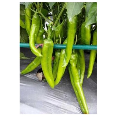六安薄皮尖椒苗,宣城卖高产辣椒苗品种