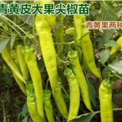 镇平线椒苗大量批发,方城辣椒苗培育基地