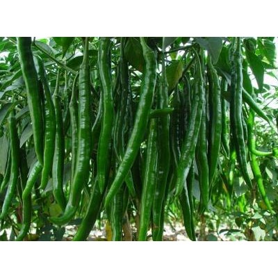 三门峡薄皮椒苗哪有卖,舞阳批发辣椒苗育苗厂