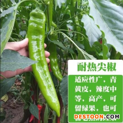 曲阜高产耐热辣椒苗,兖州卖黄绿长线椒苗基地