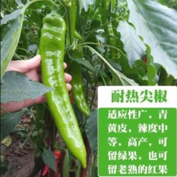 阳谷哪卖薄皮辣椒苗,莘县黄绿皮大果尖椒苗