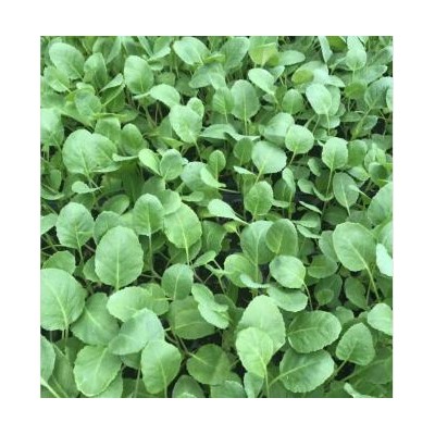 诸暨代育嫁接线茄子苗,上虞杭茄2010紫红长茄苗