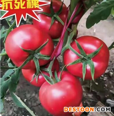 武义露地西红柿苗品种,浦江卖硬粉大果番茄苗厂