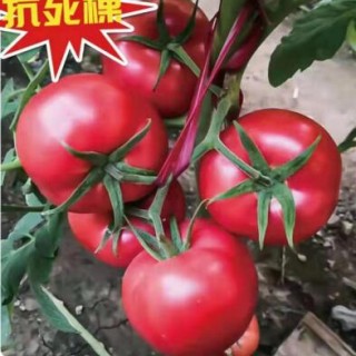 武义露地西红柿苗品种,浦江卖硬粉大果番茄苗厂