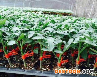 毕节哪卖千禧圣女果嫁接苗,安顺专育番茄种苗厂