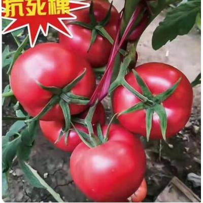 黔南育釜山88圣女果苗\嫁接苗,铜仁千禧小番茄苗