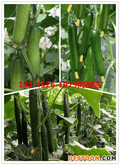 漯河哪卖旱黄瓜苗,襄城代育嫁接黄瓜苗基地