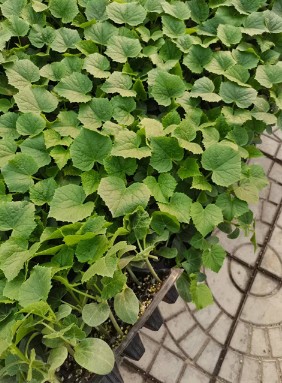 涞源哪育越夏黄瓜苗,定兴卖短把\黑油亮黄瓜苗