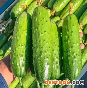 菏泽育黄瓜苗厂家,曹县哪卖田骄七号旱黄瓜苗