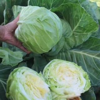 镇江育耐热绿甘蓝苗厂家,宜兴早熟包菜苗品种(2024)