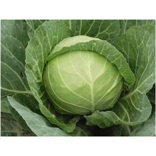 开封育65天花菜苗厂家,通许卖抗病甘蓝苗\包菜苗