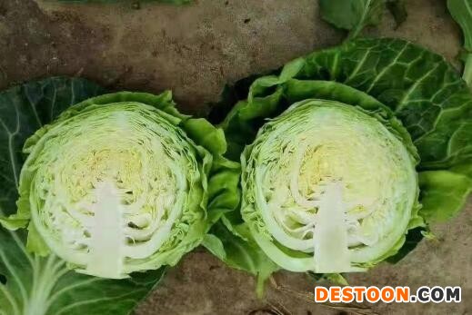 尉氏专育有机花菜苗65天,杞县卖菜花苗甘蓝苗厂家