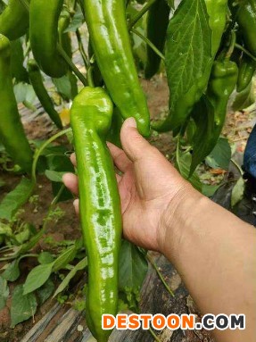 羊角椒辣椒