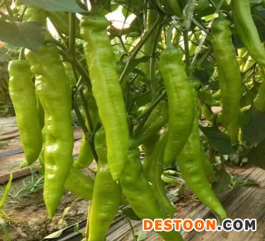 天长线椒苗大量批发,来安螺丝辣椒苗育苗厂
