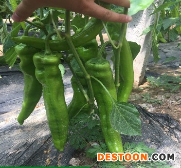 洛宁线椒苗大量批发,宜阳螺丝辣椒苗育苗厂
