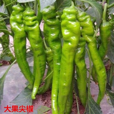 睢县耐热辣椒苗抗病好品种,宁陵批发线椒苗基地