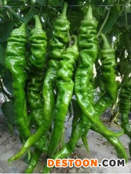 济宁供应黑绿线椒苗基地,微山批发辣椒苗厂家